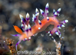 Flabellina :Lembeh street 2007
Nikon D200 , 60 macro , t... by Marchione Giacomo 